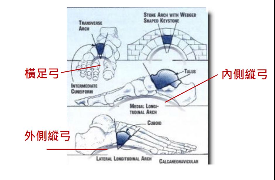 足部的三個足弓(圖片取自網路)