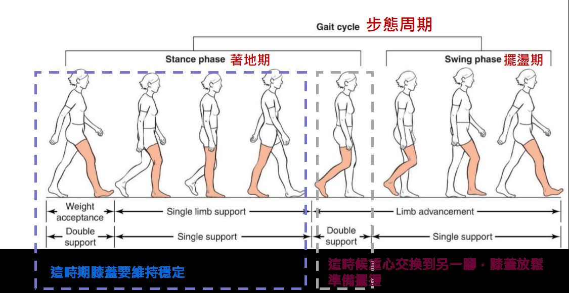 更完整的步態周期圖(圖片取自網路)
