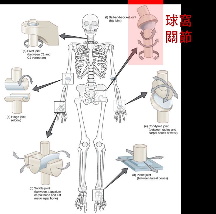 全身不同的關節都是不同的特性，髖關節屬於球窩關節，意思是一個球狀對應一個窩。(圖片來源/https://courses.lumenlearning.com/wm-biology2/chapter/types-of-synovial-joints/)