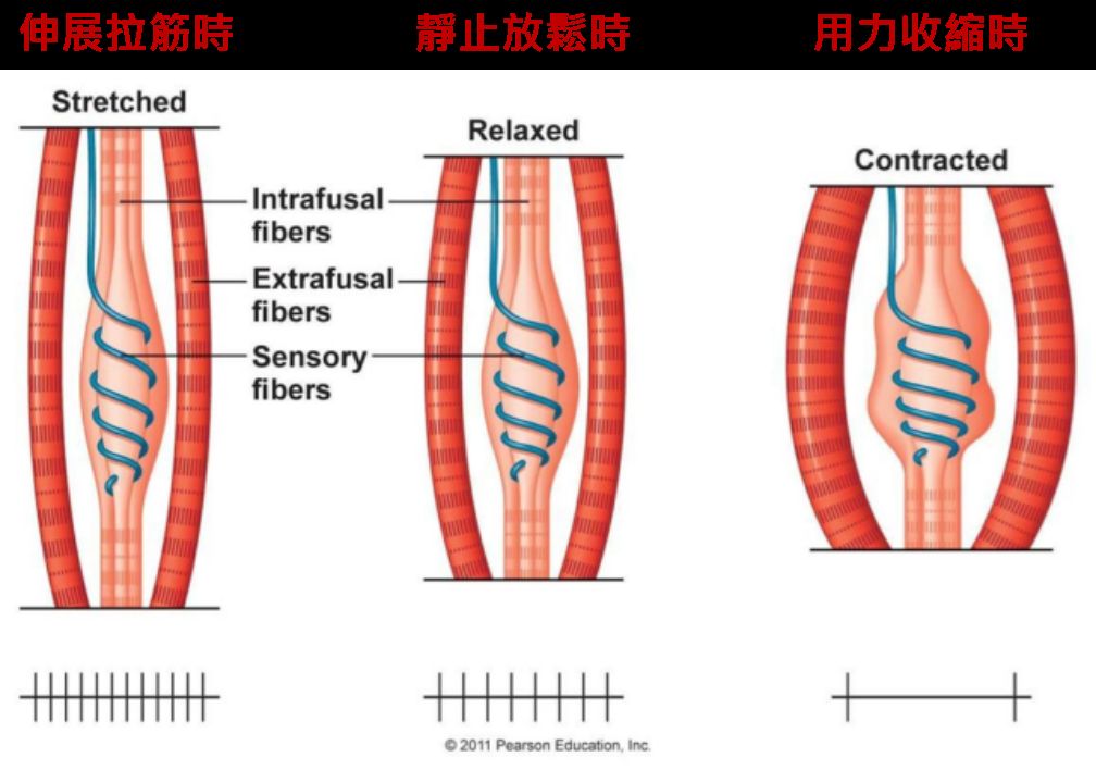 肌肉的不同狀態(圖片取自網路)