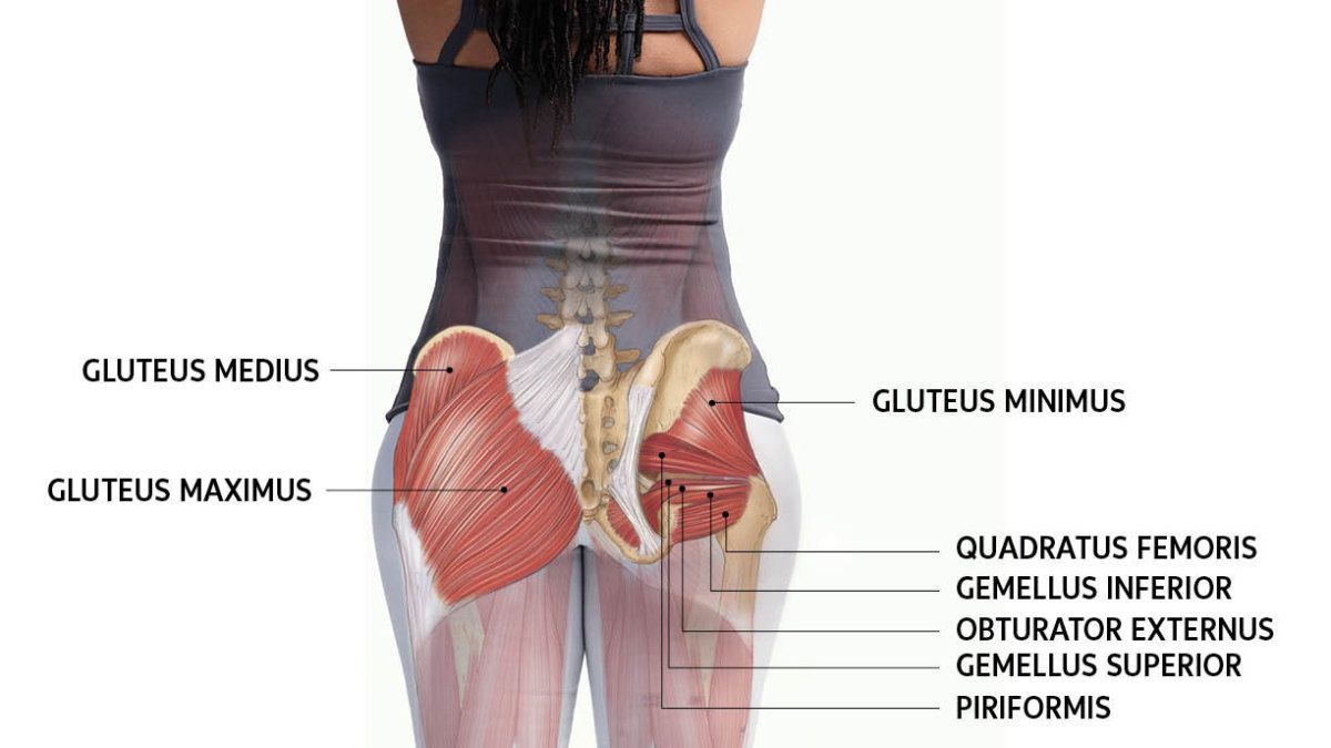 臀部是身體的馬達系統，好好運用她非常重要阿(圖/https://www.yogajournal.com/teach/yoga-anatomy-get-to-know-your-glutes)