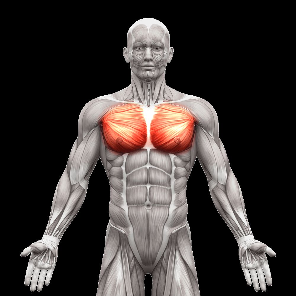 鬆開胸肌解放肩頸部(圖/https://www.knowyourbody.net/pectoralis-major.html)