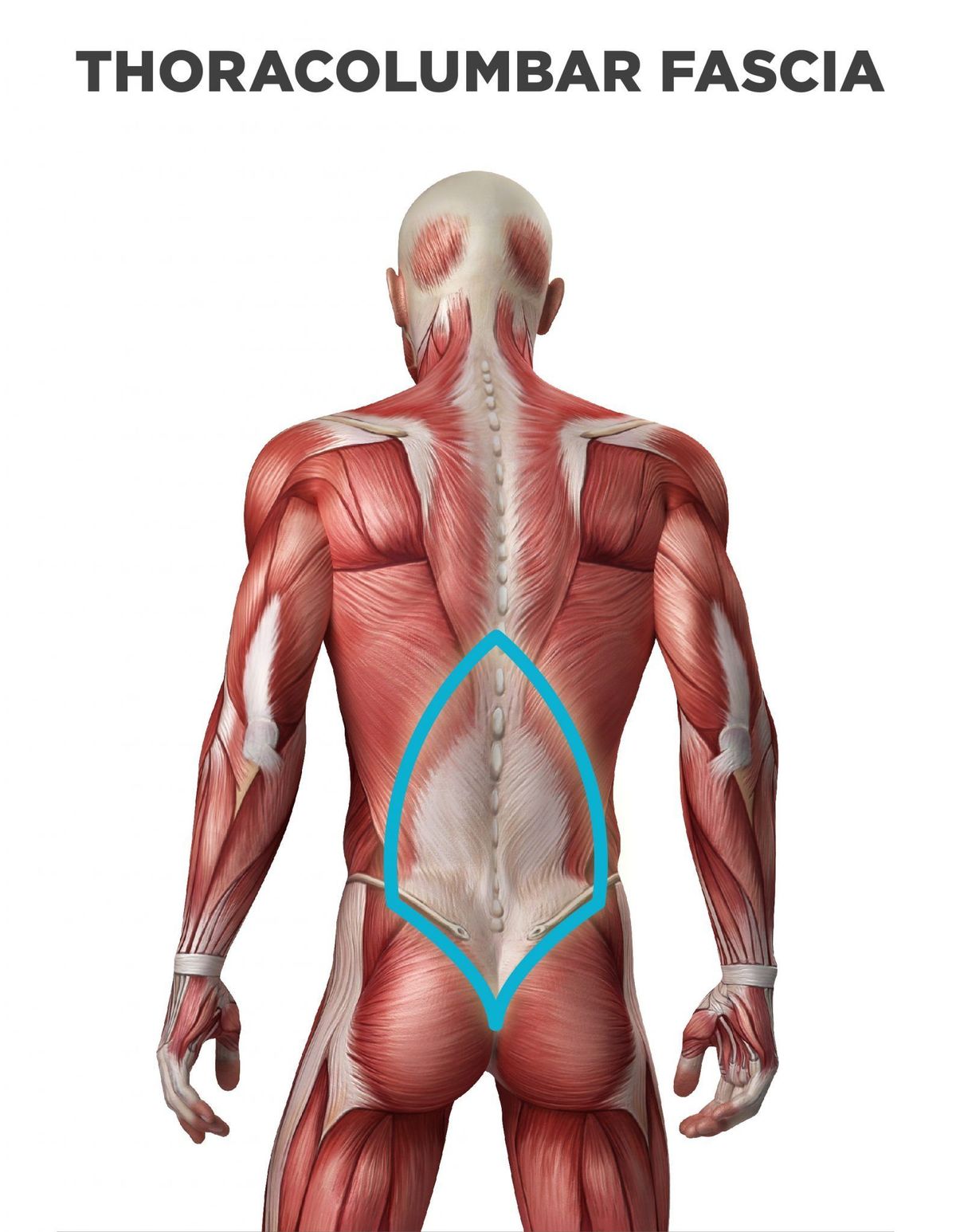 放鬆下背部要涵蓋到骨盆。胸腰筋膜處(圖/https://www.braceability.com/blogs/articles/remedy-thoracolumbar-fascia-pain)