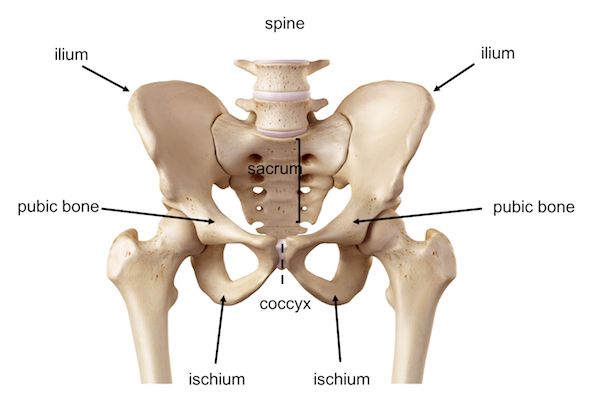 骨盆解剖圖(圖片來源/http://anatomy.lexmedicus.com.au/pathologies/pelvis-hip)