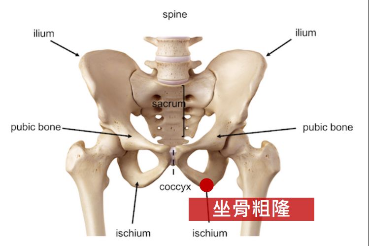 坐骨粗隆(圖片來源/http://anatomy.lexmedicus.com.au/pathologies/pelvis-hip)