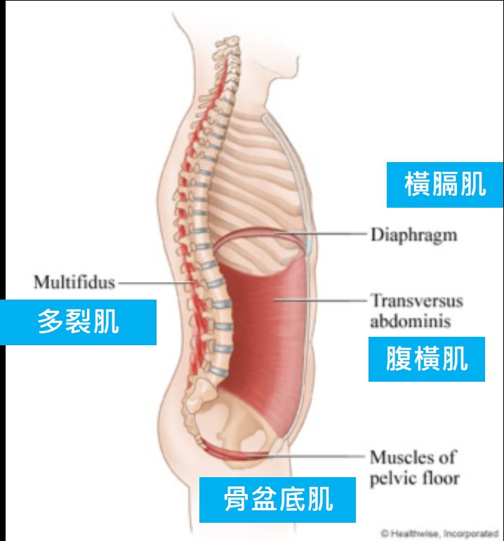 再看一次內核心肌群的四面牆壁。(圖片來源)