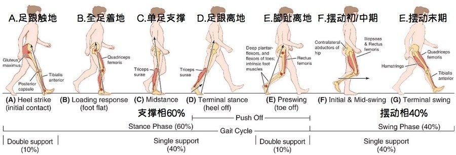 步態週期，其中Ａ到Ｅ為腳跟地面有接觸的過程。(圖片來源)