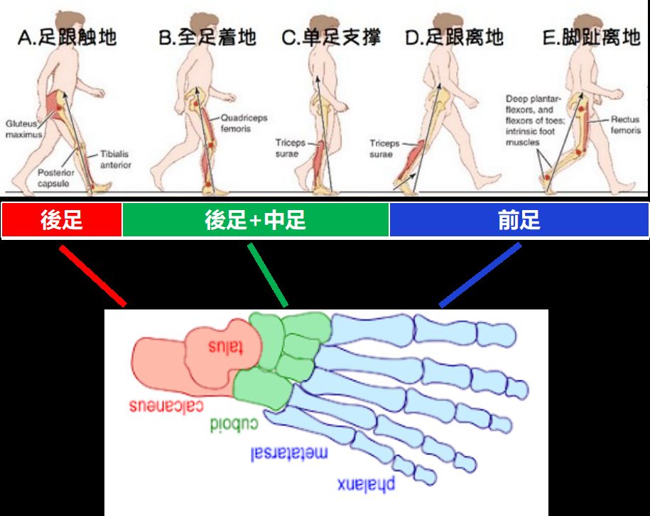 步態對應足部結構(圖片來源1:上圖)(圖片來源2:下圖)