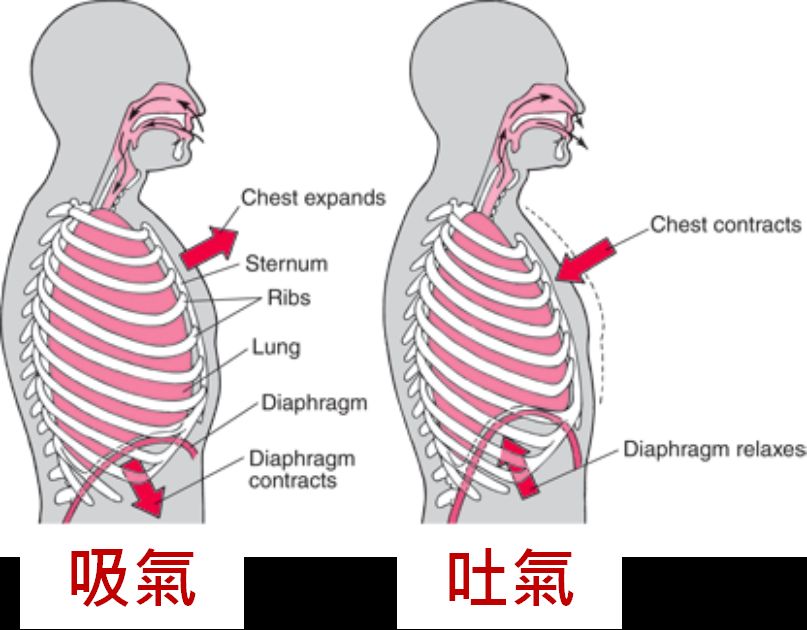 吸氣時，肋腔要往四面八方同步擴張，其中最重要的是往下，代表橫膈膜發揮作用。這時候腹部的內臟會被往外推(圖片來源)
