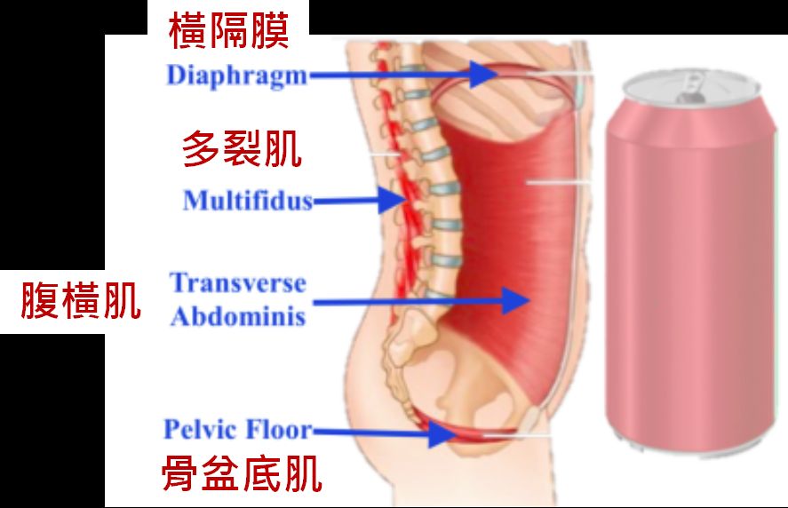 內核心肌群(圖片來源)